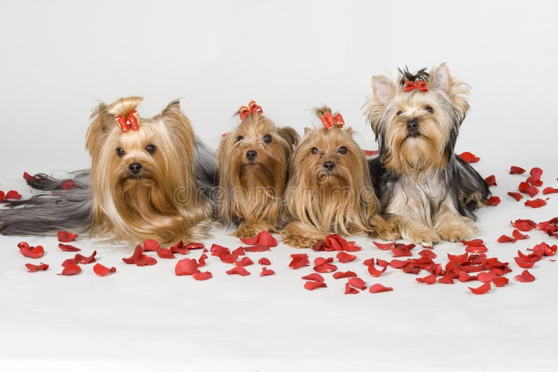 Yorkshire terriers on white background