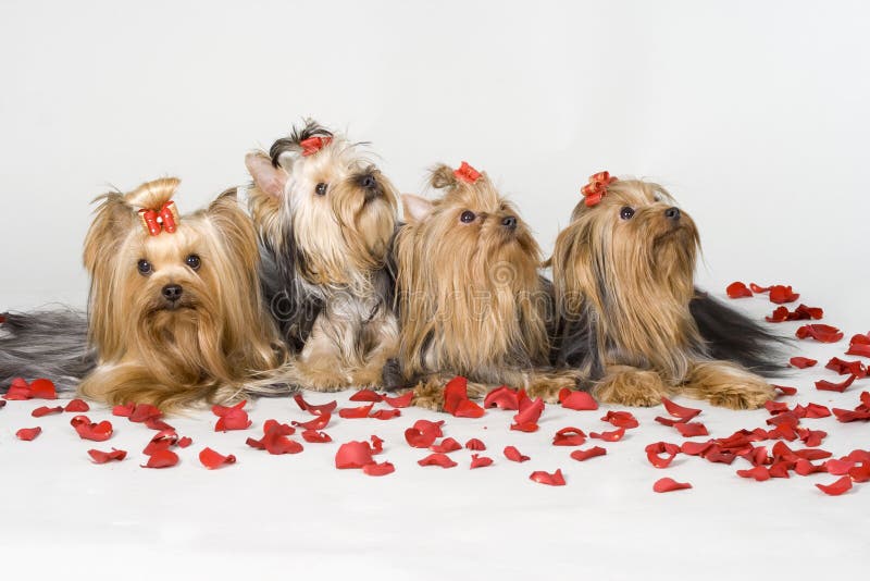 Yorkshire terriers on white background