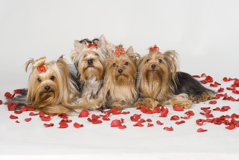 Yorkshire terriers on white background