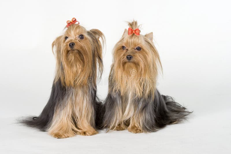 Yorkshire terriers on white background