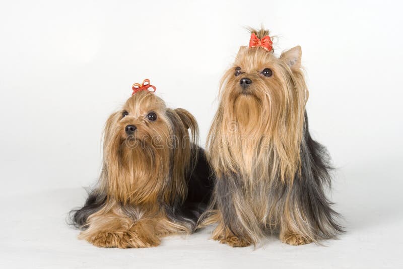 Yorkshire terriers on white background