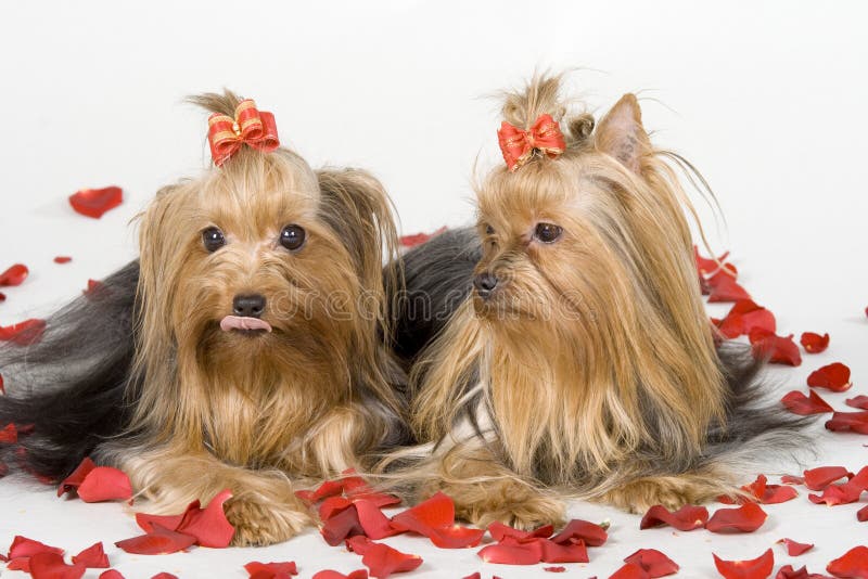 Yorkshire terriers on white background