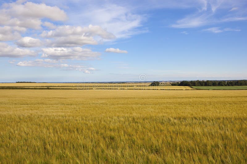 Yorkshire Wolds Barley Fields Stock Photo Image of environment