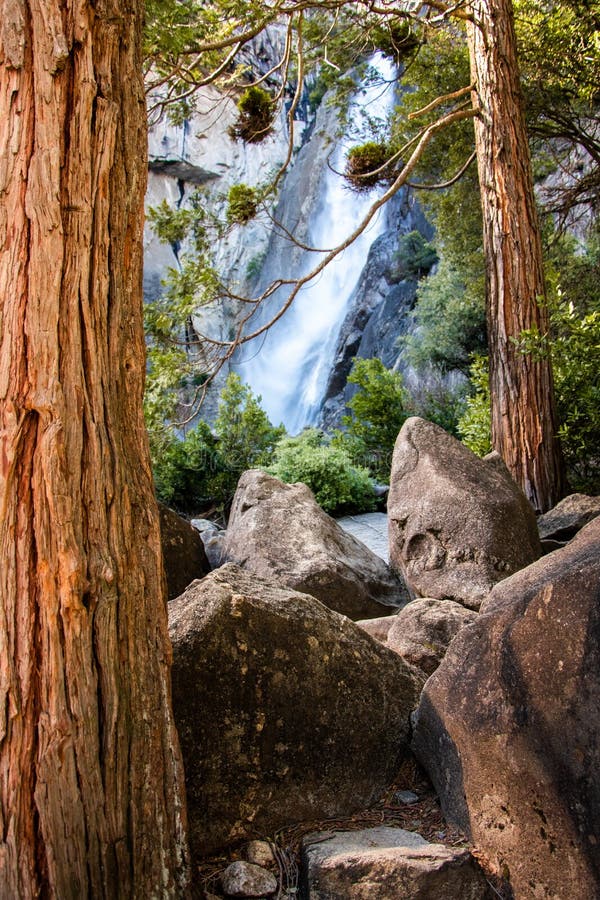 sequoia national park tree falls