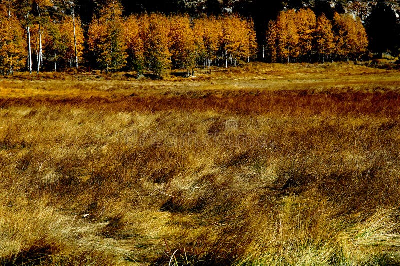 Yosemite Meadows