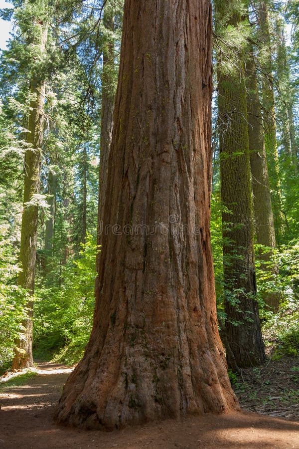 Yosemite National Park - Mariposa Grove Redwoods