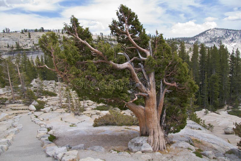 Yosemite NP