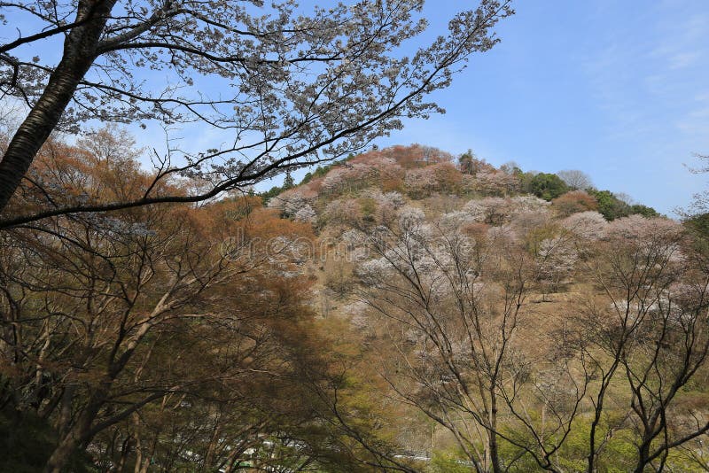 Yoshinoyama, Nara, Japan am Frühling Stockbild - Bild von kirsche ...