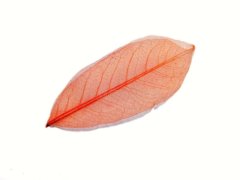 You Can See the Structure of this Orange Leaf Stock Image Image of