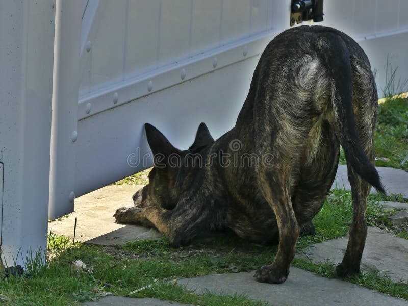 Are You Home Yet Dog looking under the fence for their best friend