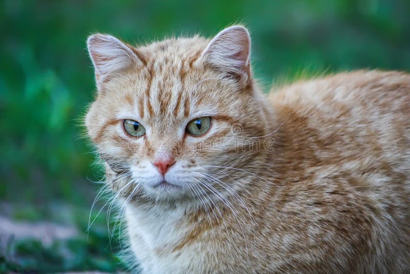 Young active cat with green eyes on summer grass background in a country yard. stock photo Young active cat with green eyes on summer grass background in a country yard. stock photo