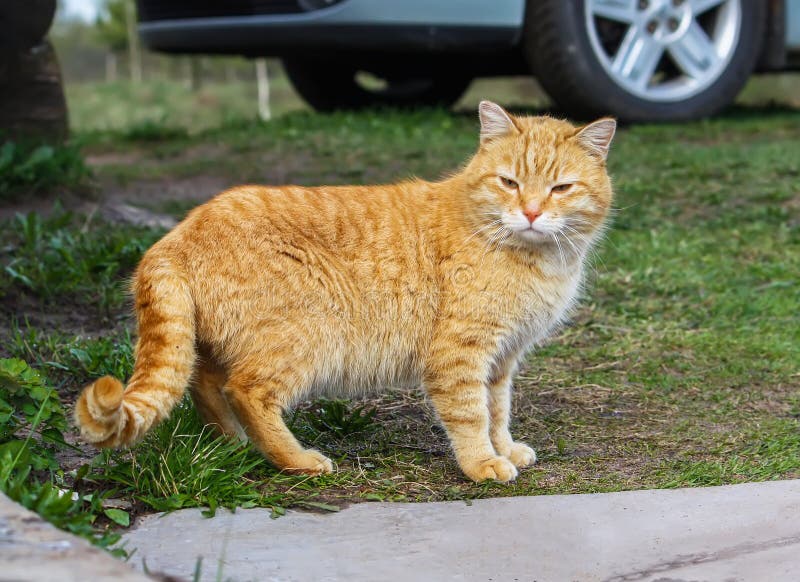 Young active cat with green eyes on summer grass background in a country yard. royalty free stock images Young active cat with green eyes on summer grass background in a country yard. royalty free stock images