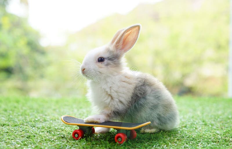 gemak meer opwinding Rabbit Skateboard Stock Photos - Free & Royalty-Free Stock Photos from  Dreamstime