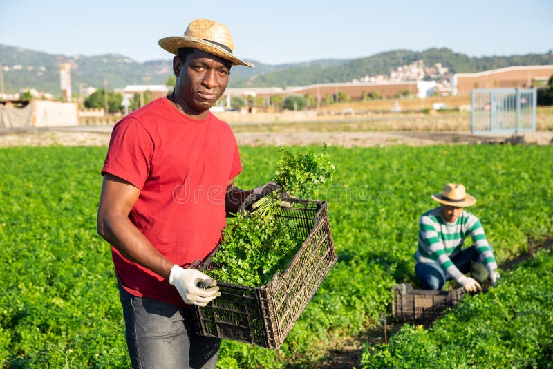 Afro farmer carrying box with picked parsley