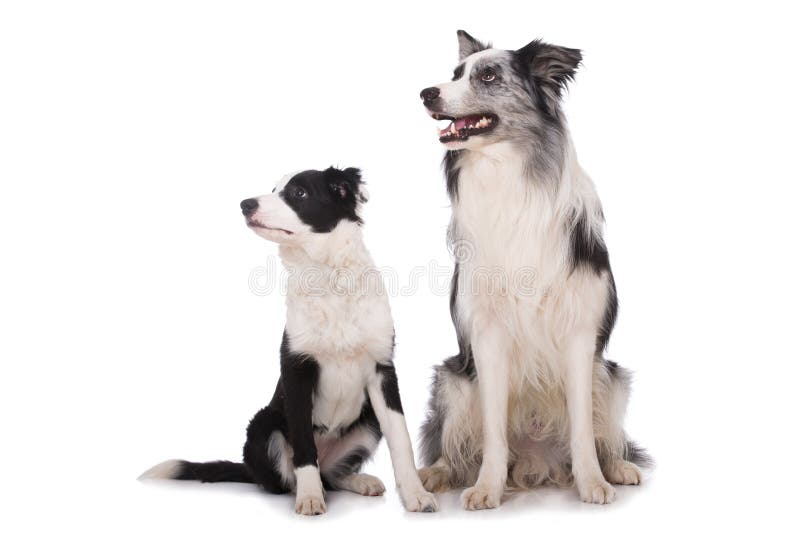 Adult Border Collie Dog Standing in a Meadow Stock Image - Image of collie,  grass: 133920371