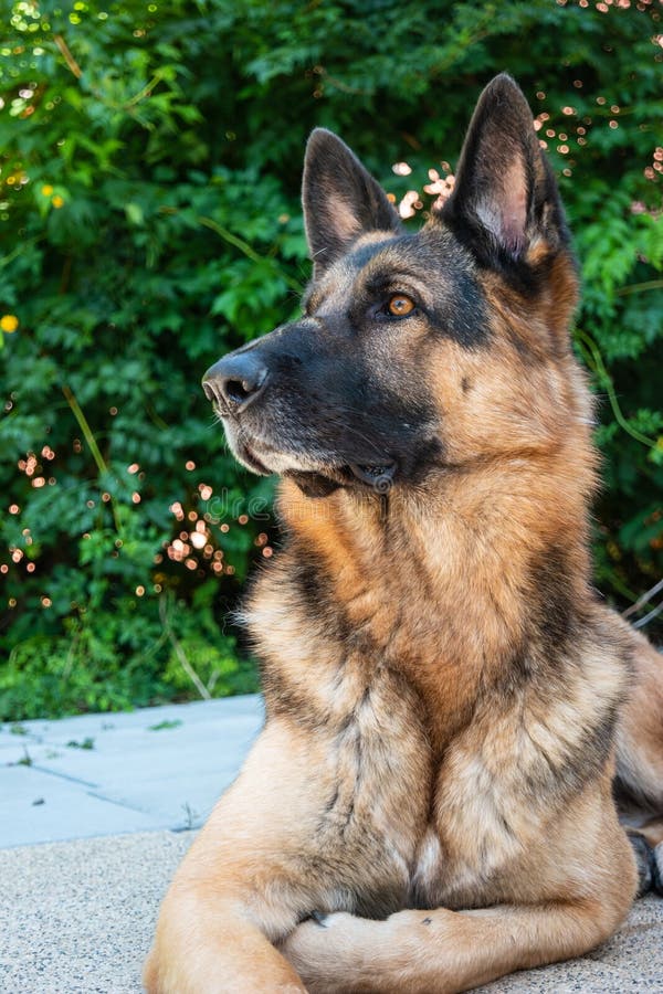 Young Adult German Shepherd Sheepdog Sitting Down in the Backyard Low