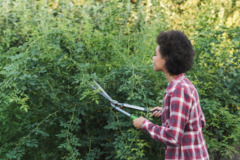 young african american woman trimming bushes in garden,stock image