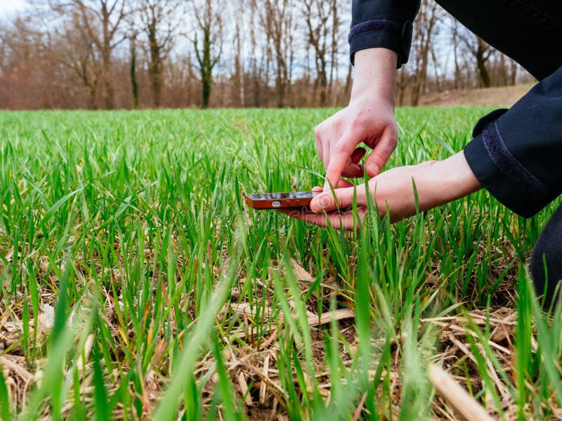Young agriculture woman biologist inspecting the harvest royalty free stock photo Young agriculture woman biologist inspecting the harvest royalty free stock photo