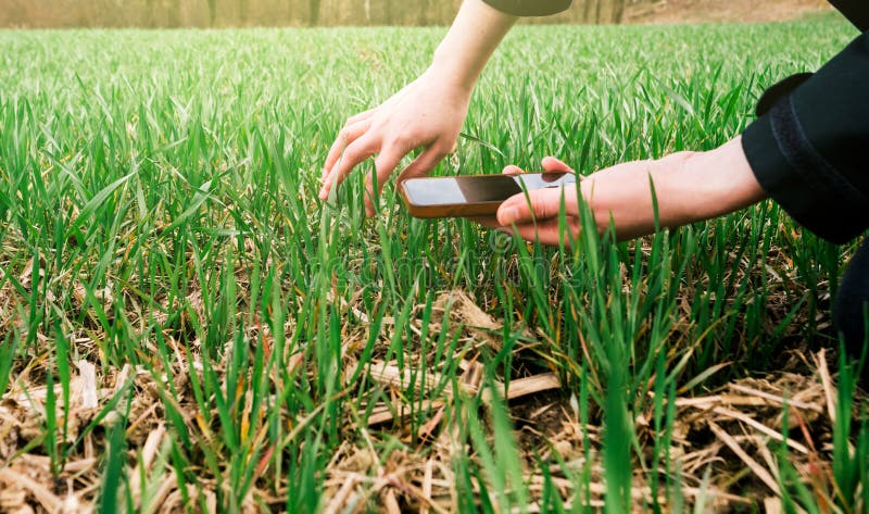 Young agriculture woman biologist inspecting the harvest royalty free stock image Young agriculture woman biologist inspecting the harvest royalty free stock image