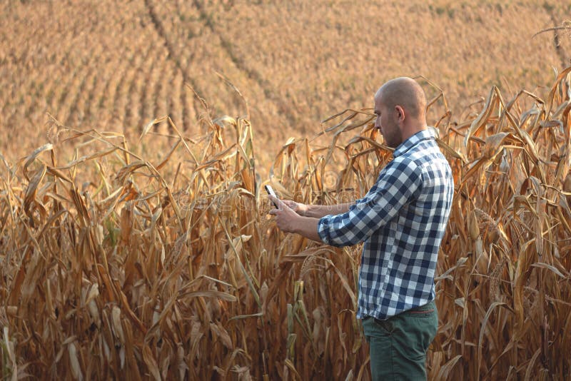 Young agronomist looks into the phone against royalty free stock images