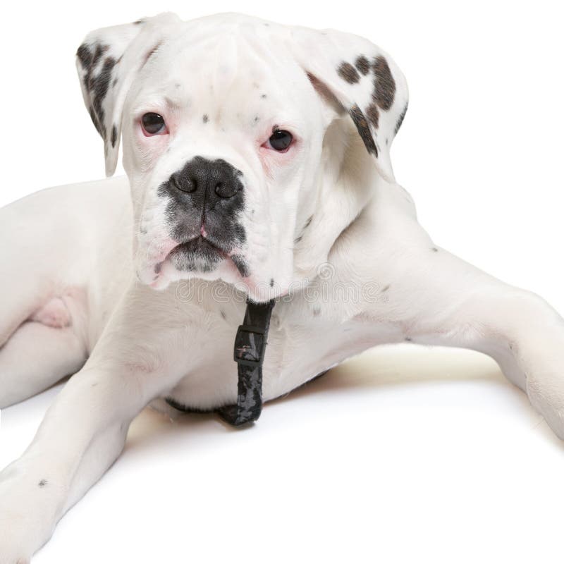 Young Albino Boxer Dog Looking Stock Photo Image of head, snout 30322650