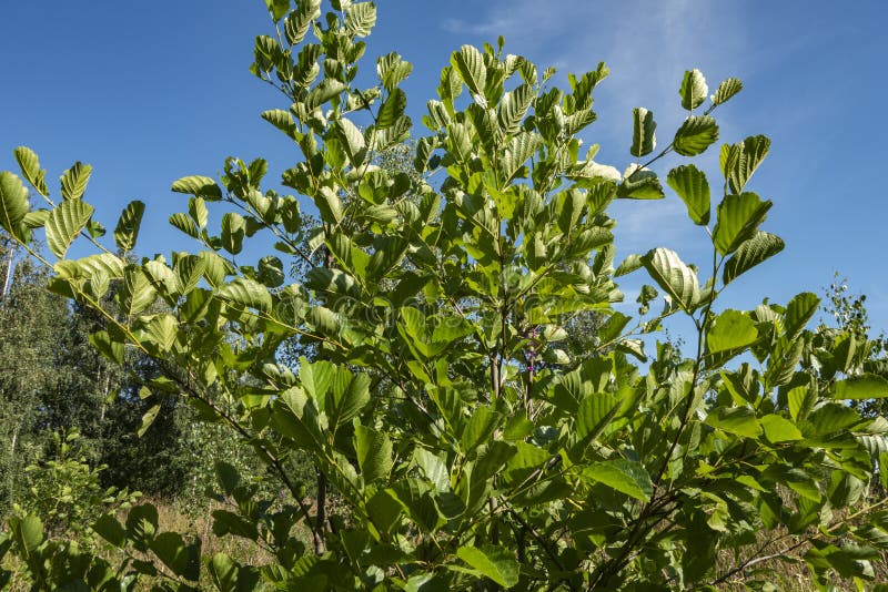A Young Alder Tree with Beautiful Green Foliage on Branches. Nature