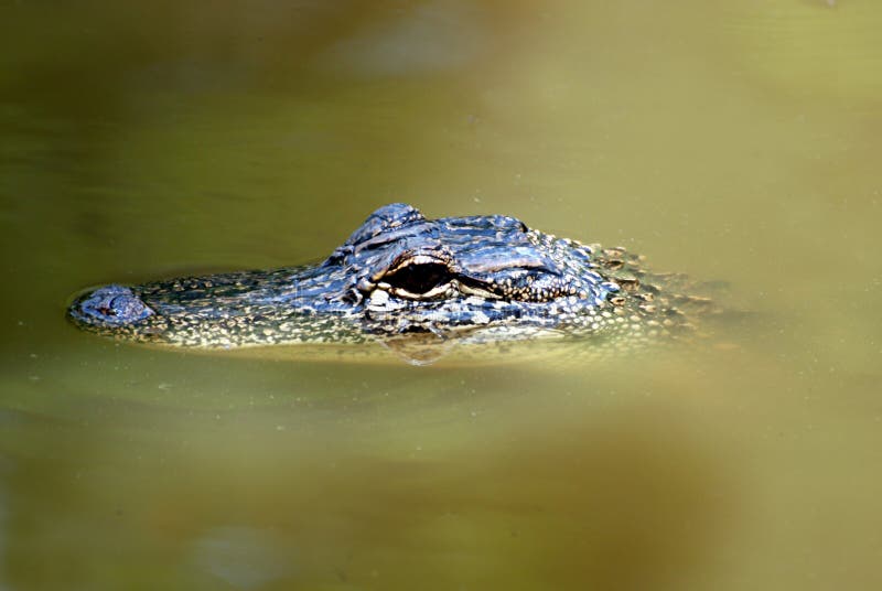 Young Alligator royalty free stock images