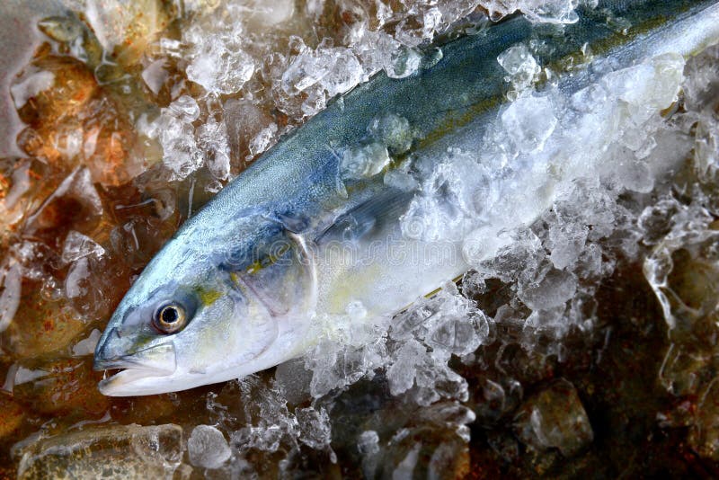 143 Yellowtail Fish Ice Stock Photos - Free & Royalty-Free Stock