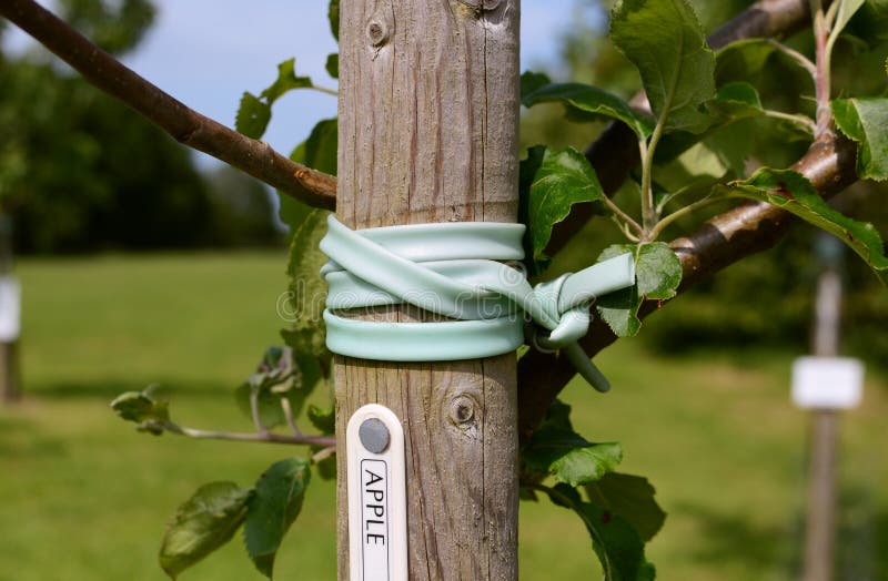 Young apple tree staked in an orchard