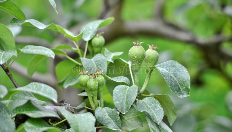 Young pears growing in a tree stock photography