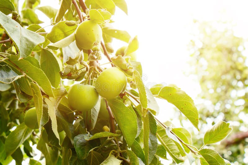 Young Apples Ripen Under the Rays of the June Sun. Stock Image Image