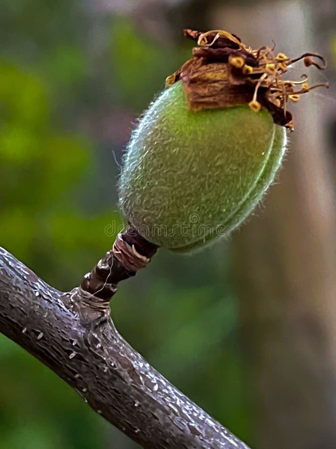 Young Apricot Fruit at Early Growth Stage in Springtime Stock Image