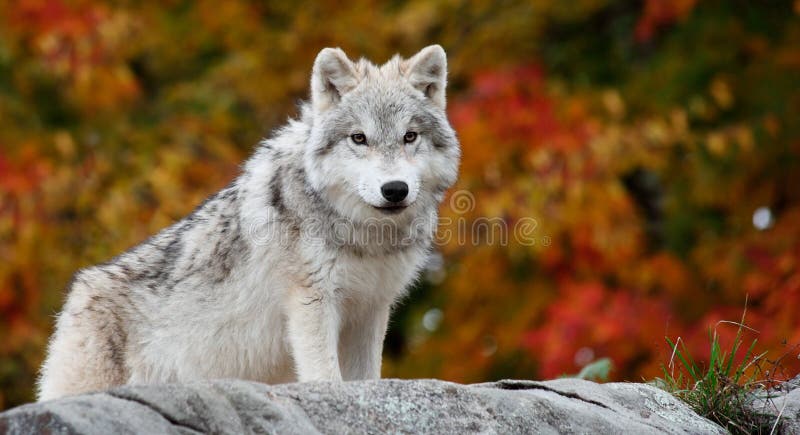 Young Arctic Wolf Looking at the Camera