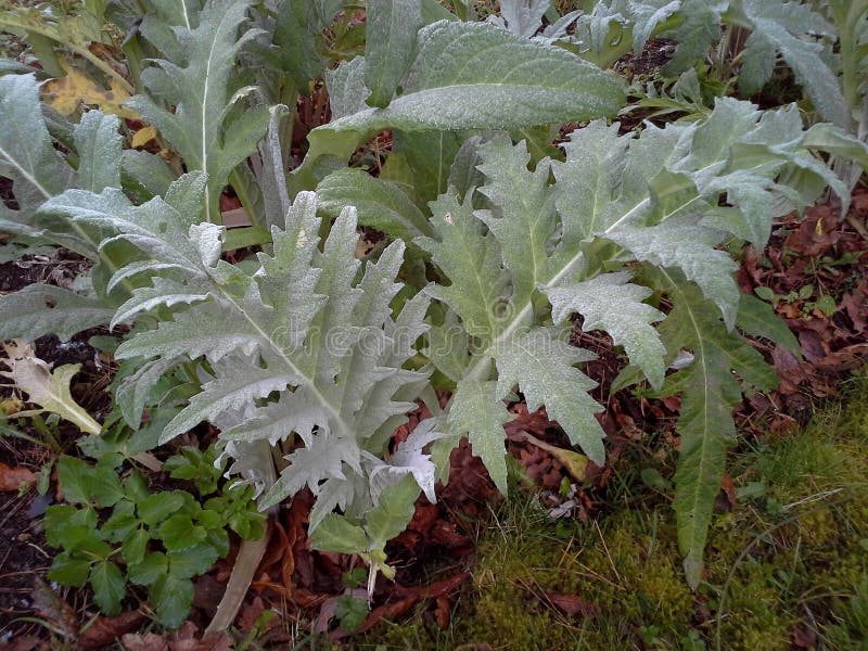 Young Artichoke Plants Grows in a Field Stock Photo Image of