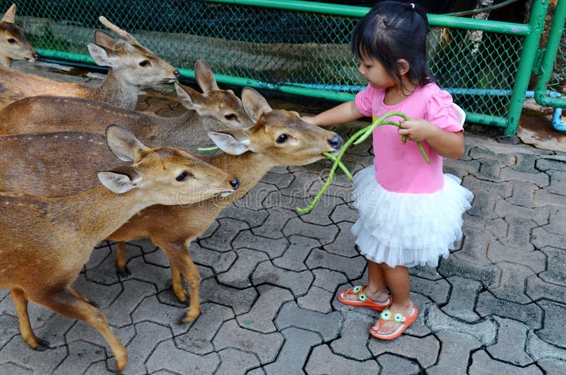 Young Asian girl feeding young deer. royalty free stock photo Young Asian girl feeding young deer. royalty free stock photo