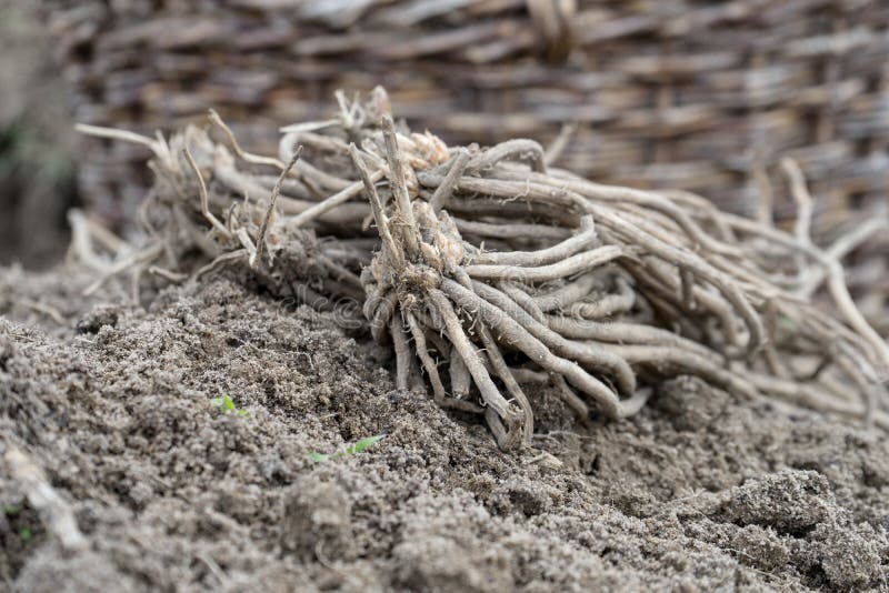 Young asparagus plants stock image. Image of plants 216158213