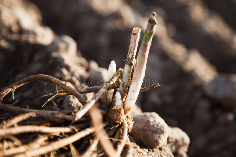 Young Asparagus Plant in Spring Begins To Form a Leafy Stalk Edible