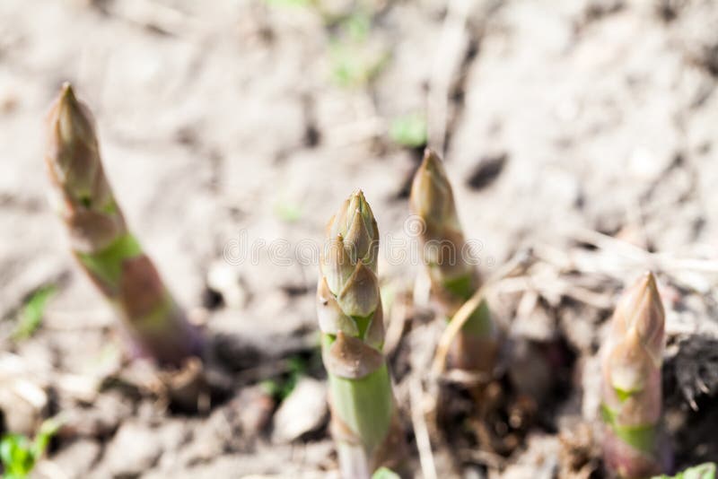 Young asparagus stock photo. Image of plant, veggies 14149372