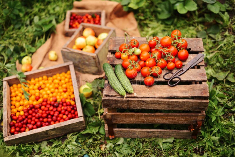 Young Attractive Woman on a Farm. Woman Farmer picking fruit fro