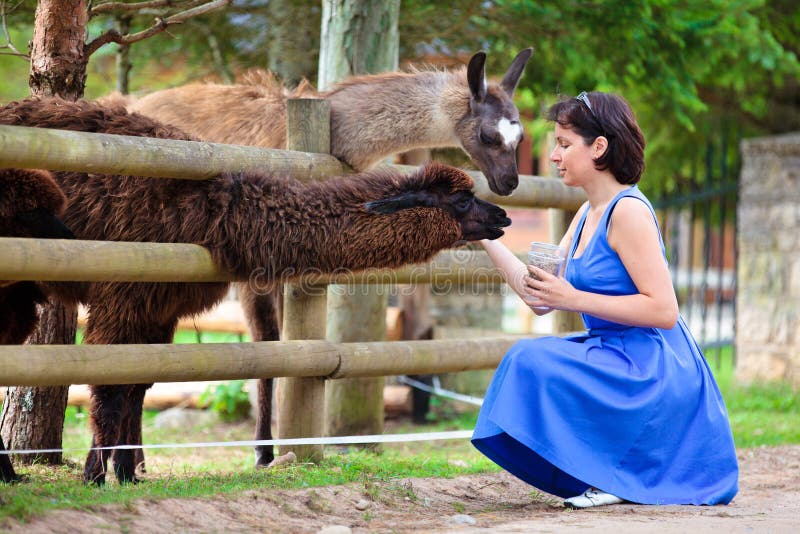 Young attractive woman feeding a group of lama