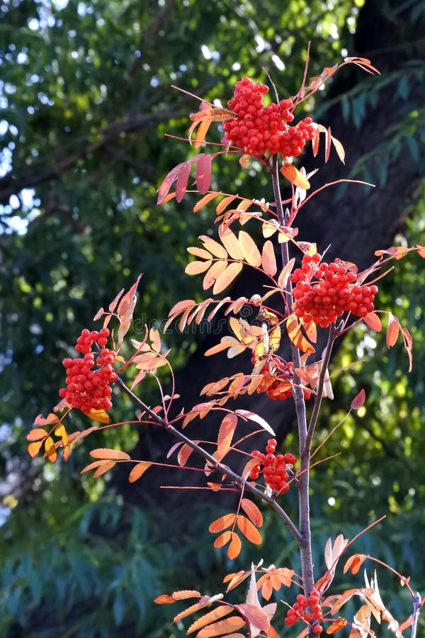 Young autumn Rowan on a blurred dark natural background royalty free stock photos Young autumn Rowan on a blurred dark natural background royalty free stock photos