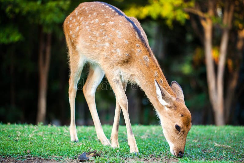 Young Axis in Yala National Park Stock Photo Image of national, yala