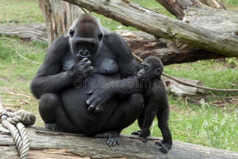 Young baby gorilla and mother