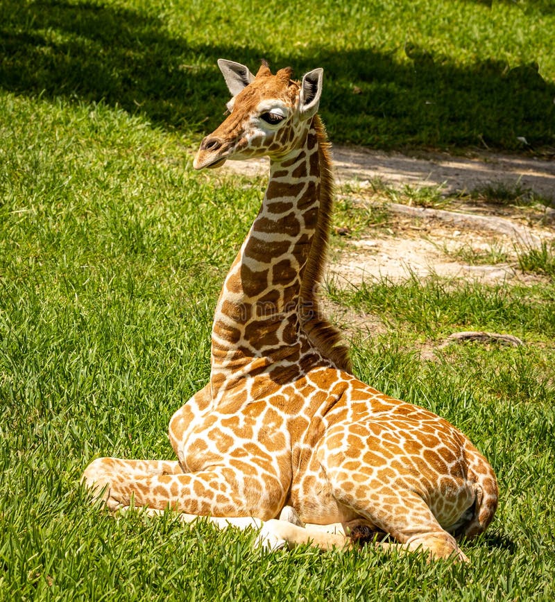 Giraffe Lying Down