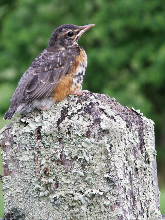 Young baby Robin bird