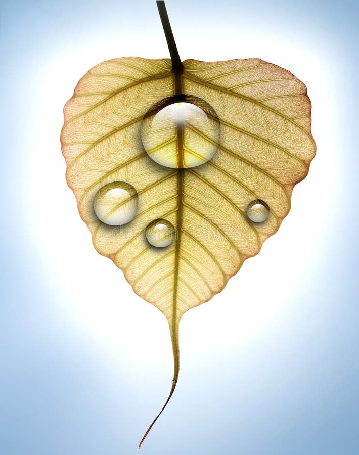 Young back lit peepal leaf with water dew drops