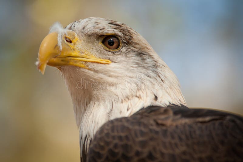 Young Bald Eagle royalty free stock images