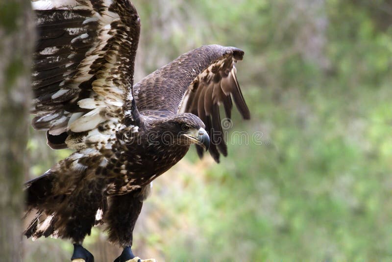 Young Bald Eagle royalty free stock images
