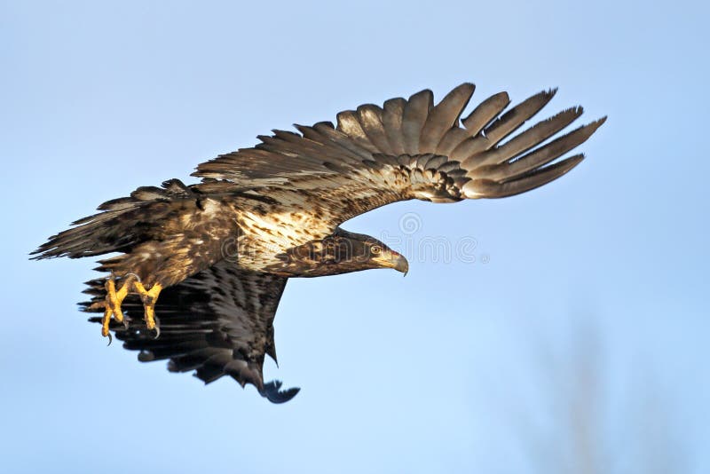 Young Bald Eagle in flight. stock image
