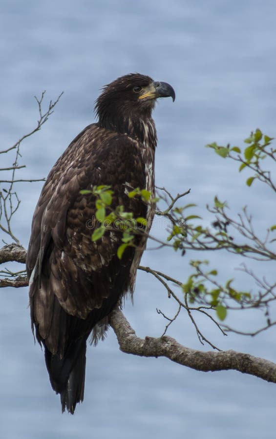 Young Bald Eagle stock photo. Image of united, pacific 40386128